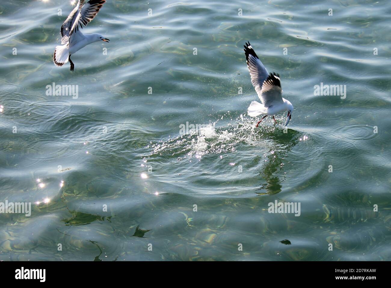 Gabbiano d'argento (Larus novaehollandiae) lottare per il cibo sulla superficie dell'oceano Foto Stock