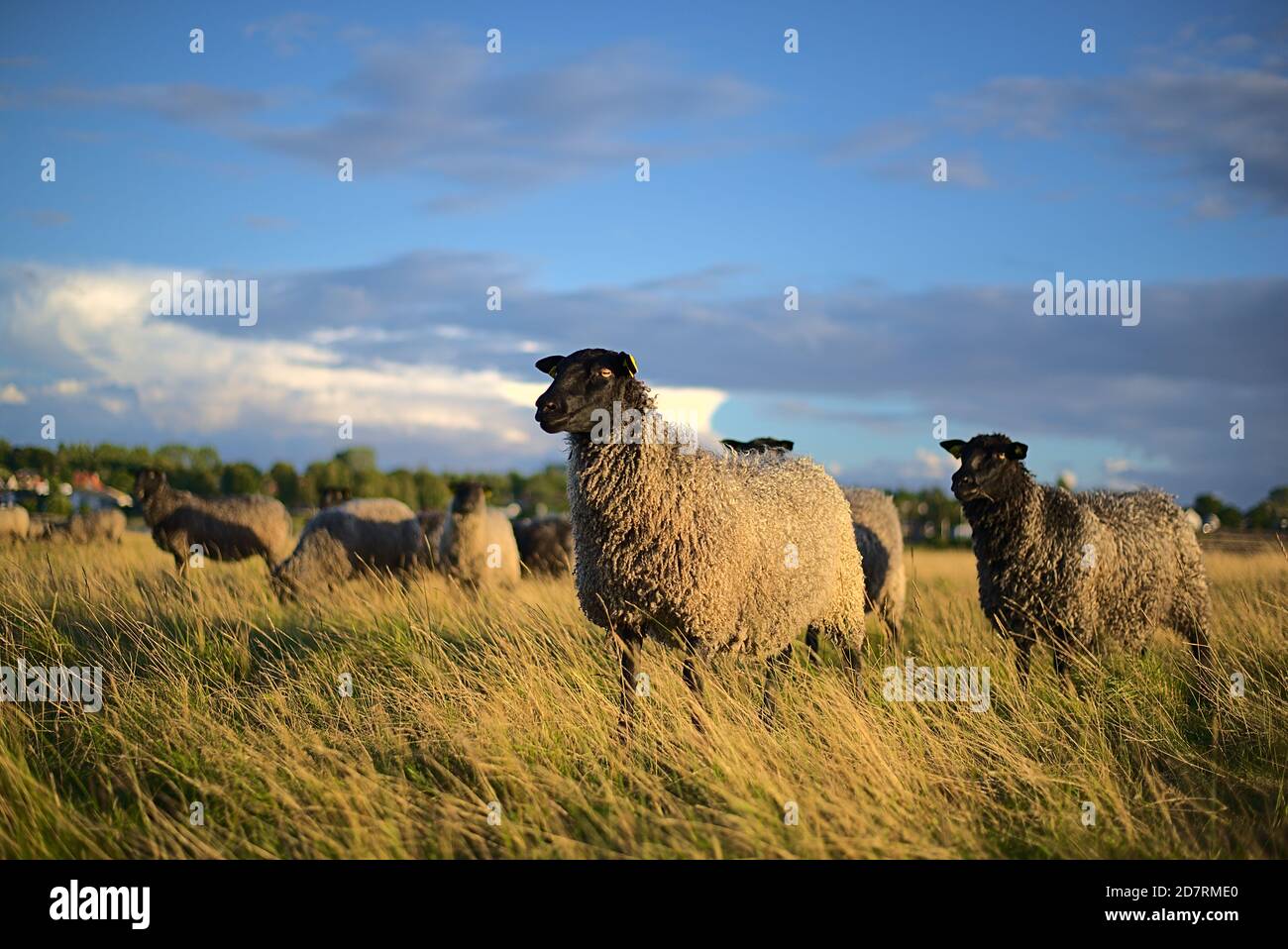 Schafsherde a Dänemark Foto Stock