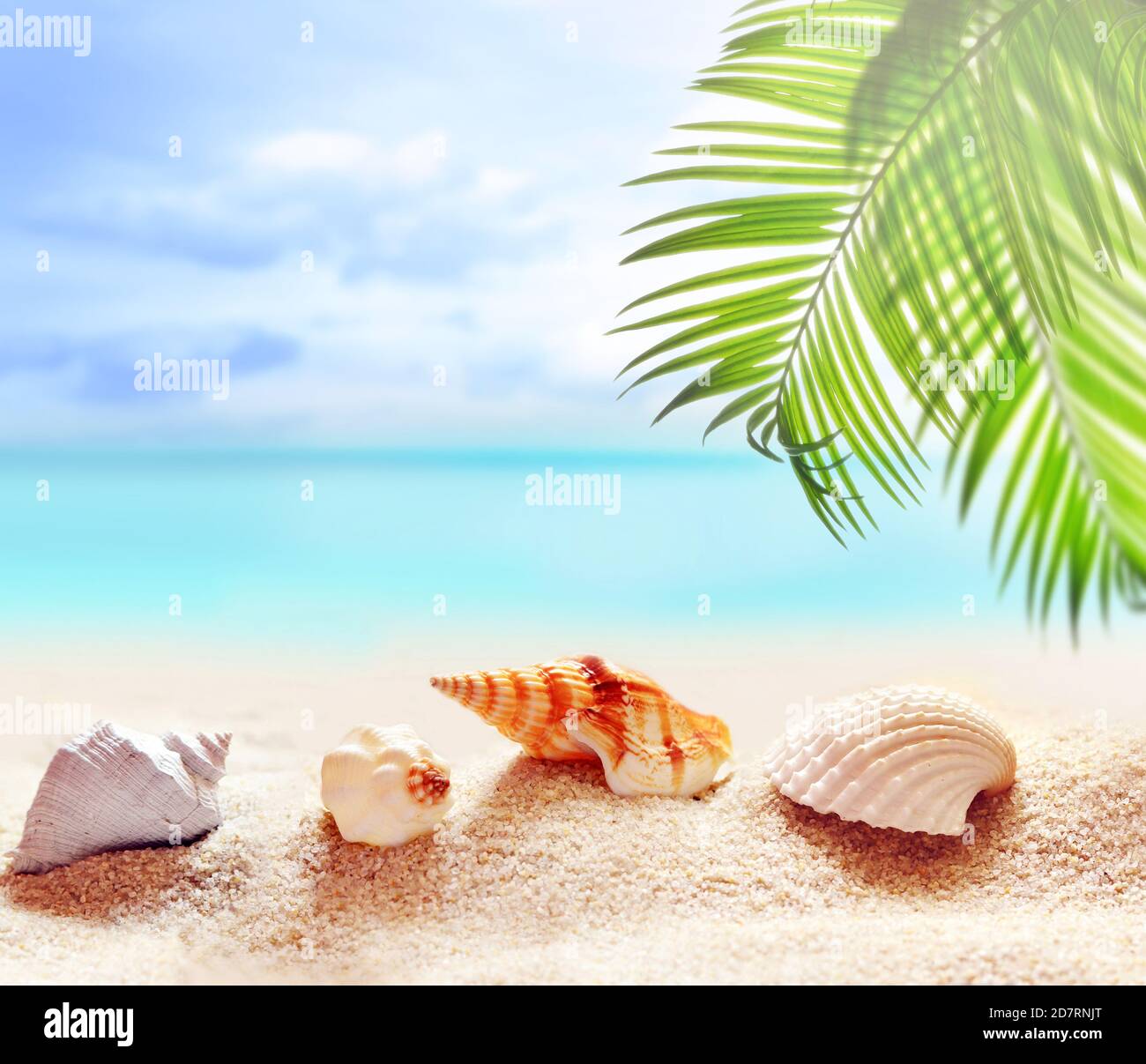 Spiaggia estiva con conchiglia in sabbia bianca e foglia di palma tropicale. Foto Stock
