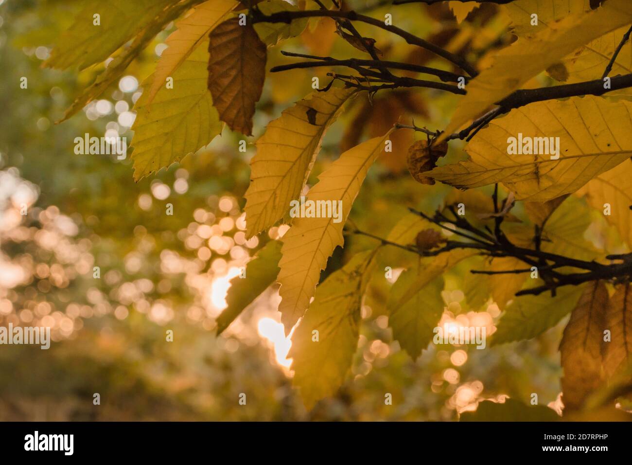 Foglie di autunno gialle in una foresta. Primo piano, messa a fuoco selettiva Foto Stock