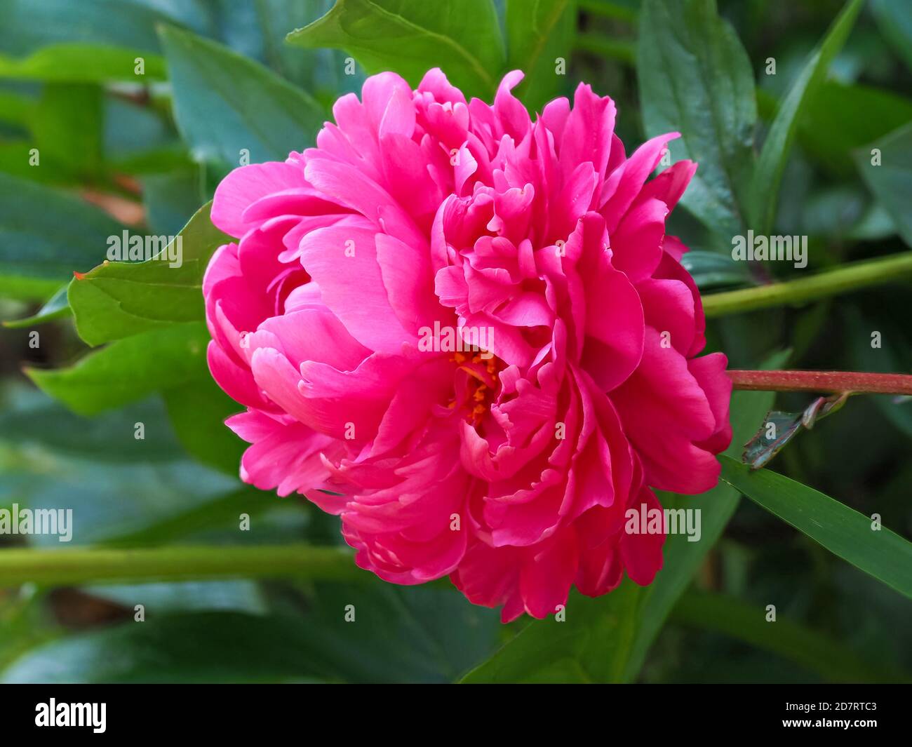 Primo piano di una bella fioritura rosa di Peony grande alla luce del sole in un giardino Foto Stock