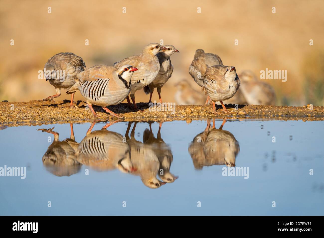 Chukar Partridge o Chukar (Alectoris chukar) fotografato in Israele, vicino ad una piscina d'acqua deserto di Negev. Un uccello paleartico upland nel fagiano Foto Stock