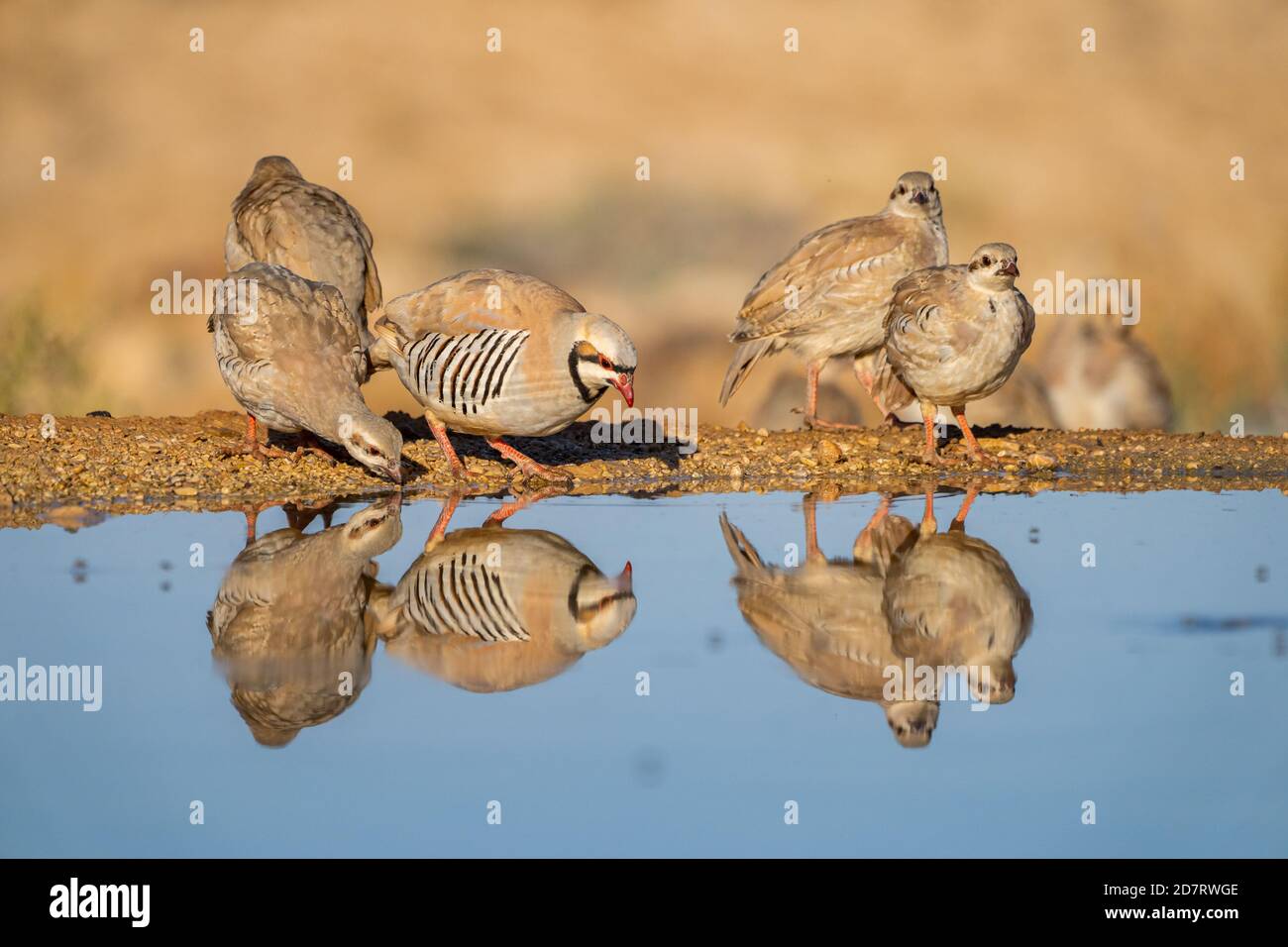 Chukar Partridge o Chukar (Alectoris chukar) fotografato in Israele, vicino ad una piscina d'acqua deserto di Negev. Un uccello paleartico upland nel fagiano Foto Stock