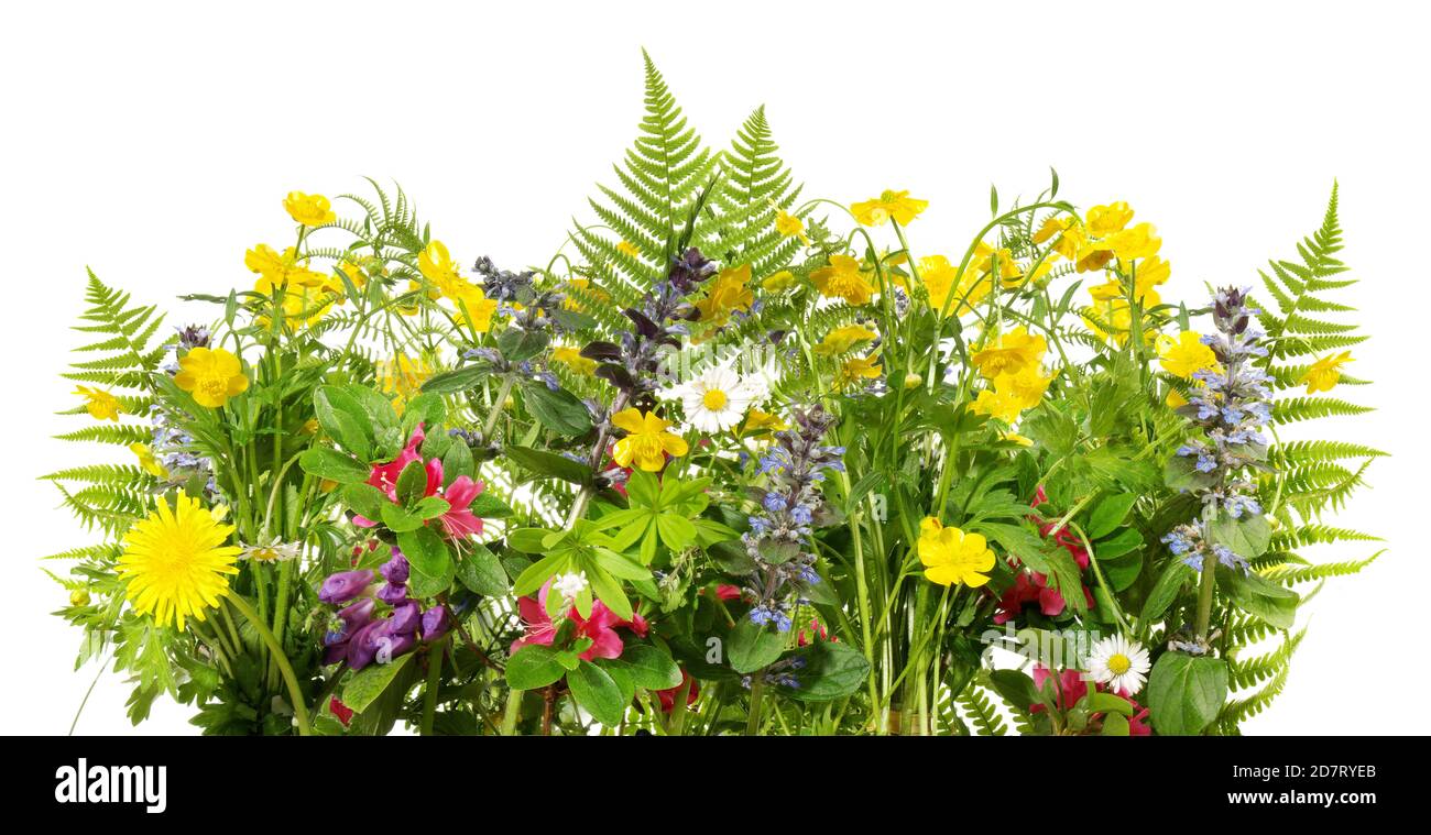 Prato selvatico fiori panorama isoladet su sfondo bianco Foto Stock