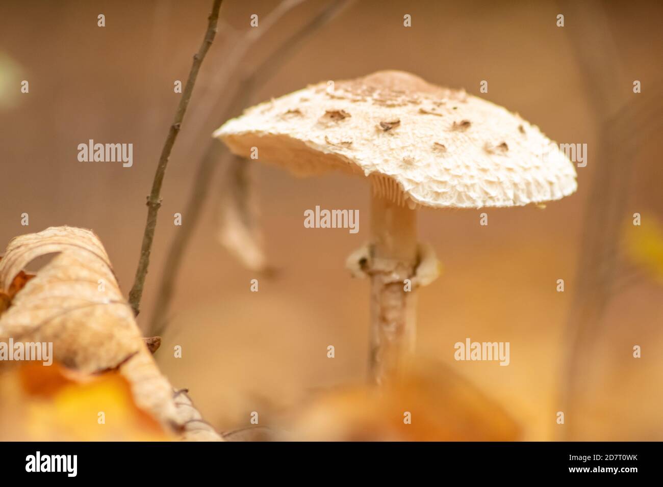 Funghi grandi in una foresta trovato in un tour di funghi in autunno con fogliame marrone in controluce a terra in stagione dei funghi deliziosa Foto Stock