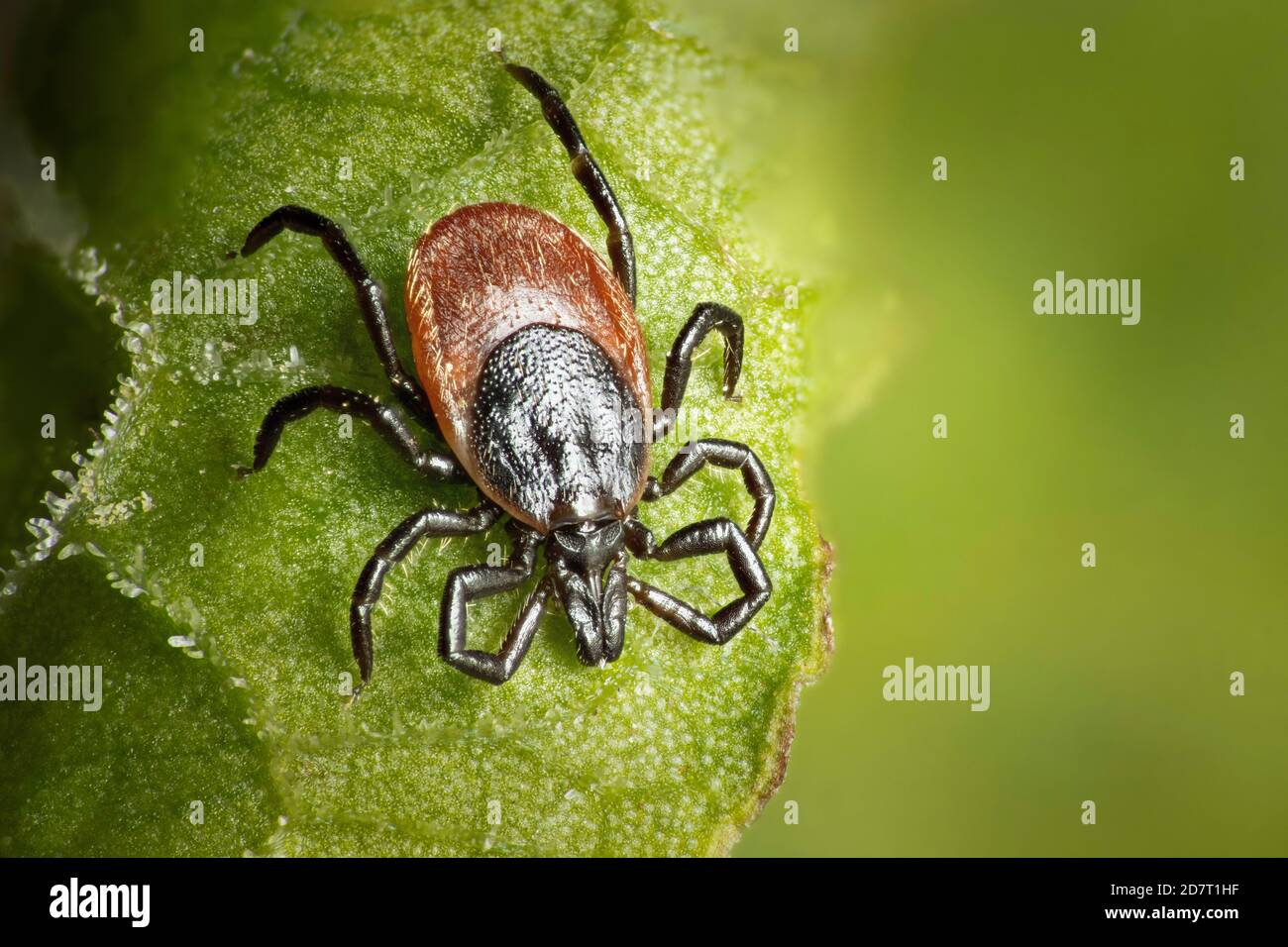 Zecca di pecora (Ixodes ricinus) su lama di erba, Marshwood vale, Dorset, Inghilterra, UK Foto Stock