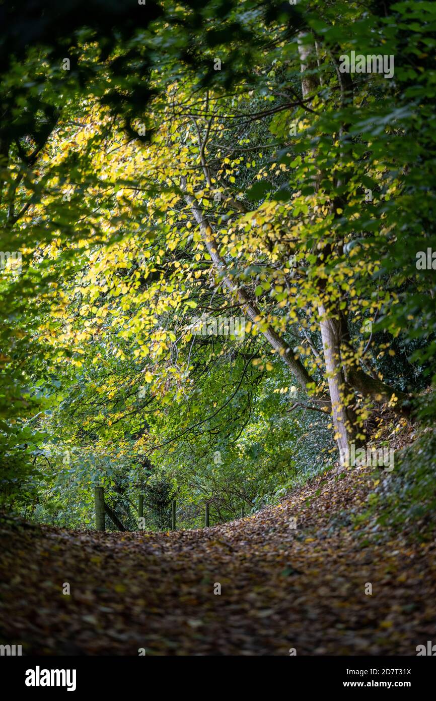 Guardando lungo un sentiero boschivo in autunno su Earl's Hill a Pontesbury, Shropshire con foglie cadute e colori autunnali sugli alberi. Foto Stock