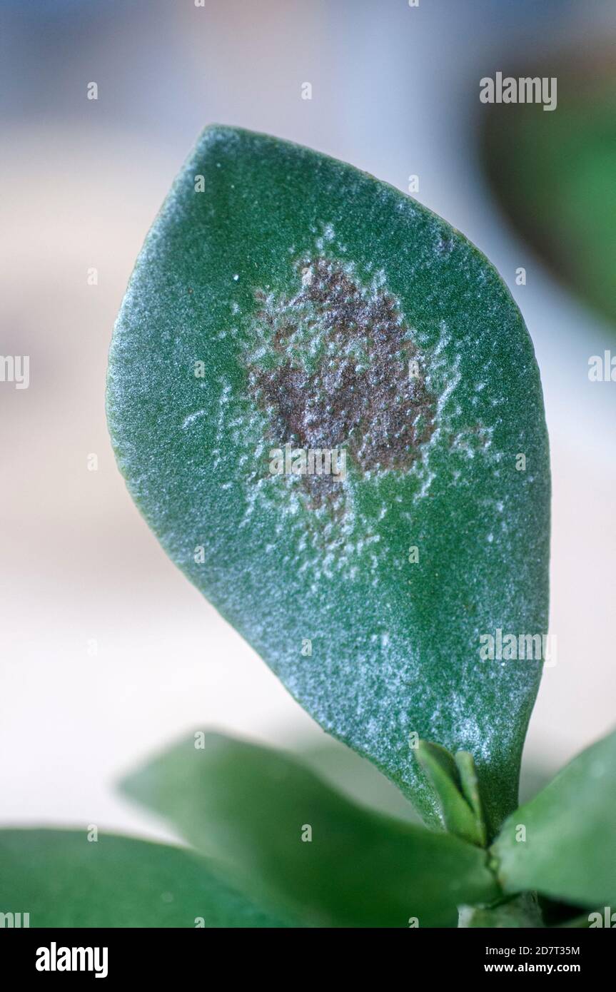 foglia succulenta danneggiata da un'esposizione eccessiva alla luce solare intensa Foto Stock