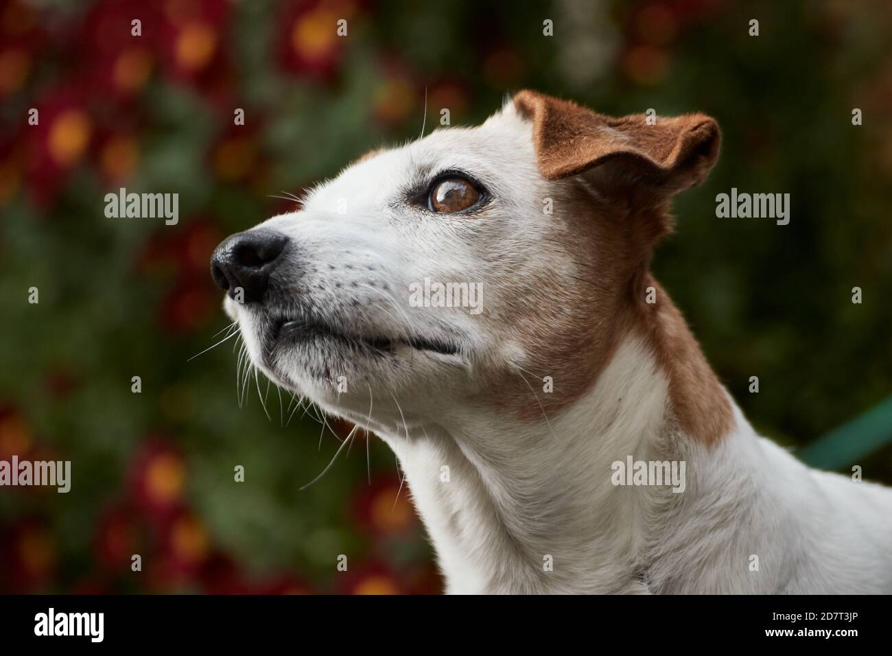 Ritratto di un terrier Jack Russell bianco con orecchie marroni guardando a sinistra su uno sfondo di fiori rossi Foto Stock