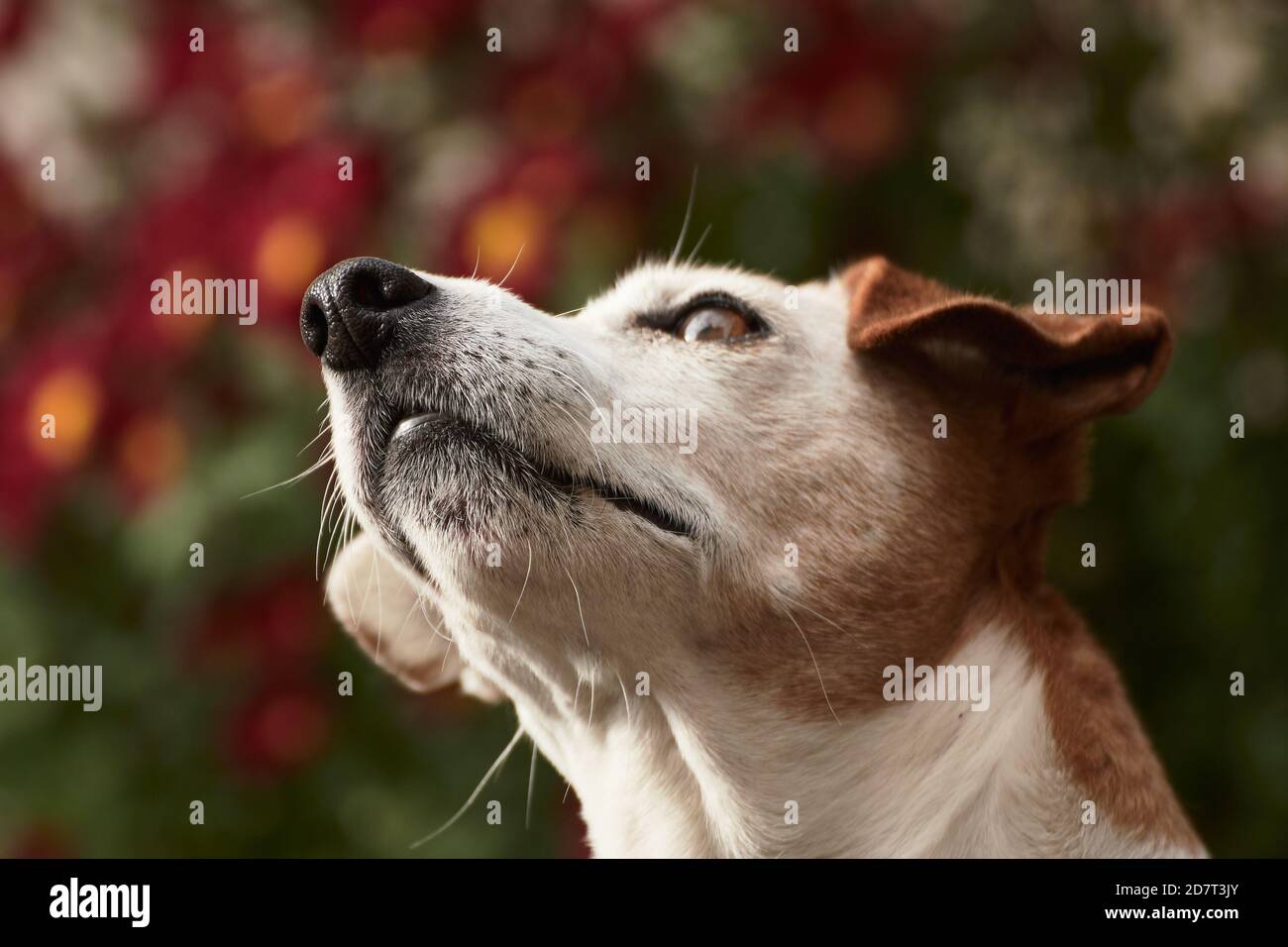 Primo piano di un terrier Jack Russell che guarda in su davanti di uno sfondo fiorito Foto Stock