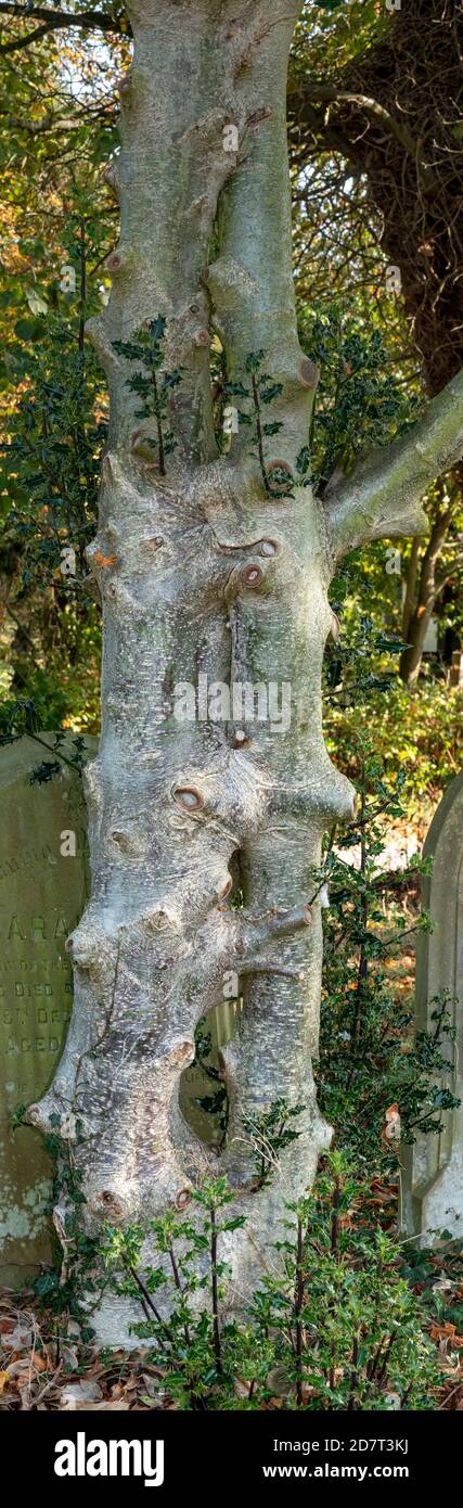 Dividere il tronco dell'albero Holly, Suffolk Foto Stock