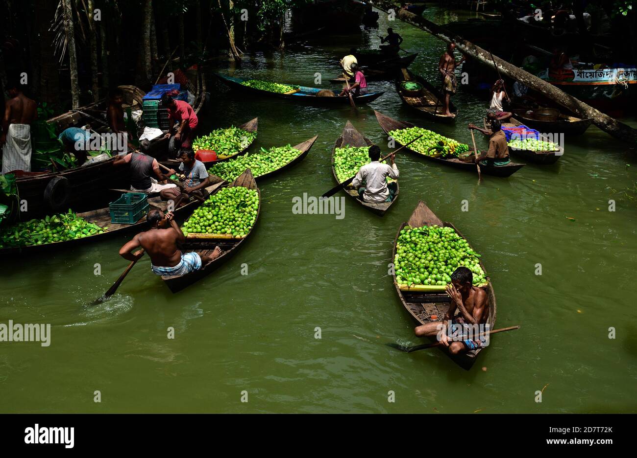 Il mercato galleggiante del Bangladesh è famoso per il commercio di Guava così come di altre verdure sulle barche. Il luogo è in Bhimruli - un villaggio del distretto di Jhalakathi in Barisal. Quest'area dista circa 15 chilometri dal quartiere cittadino e il mercato è sempre affollato da acquirenti e venditori, in quanto qui vengono commercializzati diversi tipi di prodotti. Durante tutto l'anno il mercato offre vari prodotti da acquistare. Tuttavia, il luogo diventa più affollato nella stagione per guava e prugne di porci dal mese di luglio a settembre. Il mercato galleggiante si imposta ogni giorno della settimana dalle 8 alle 13:00 nell'estuario Foto Stock