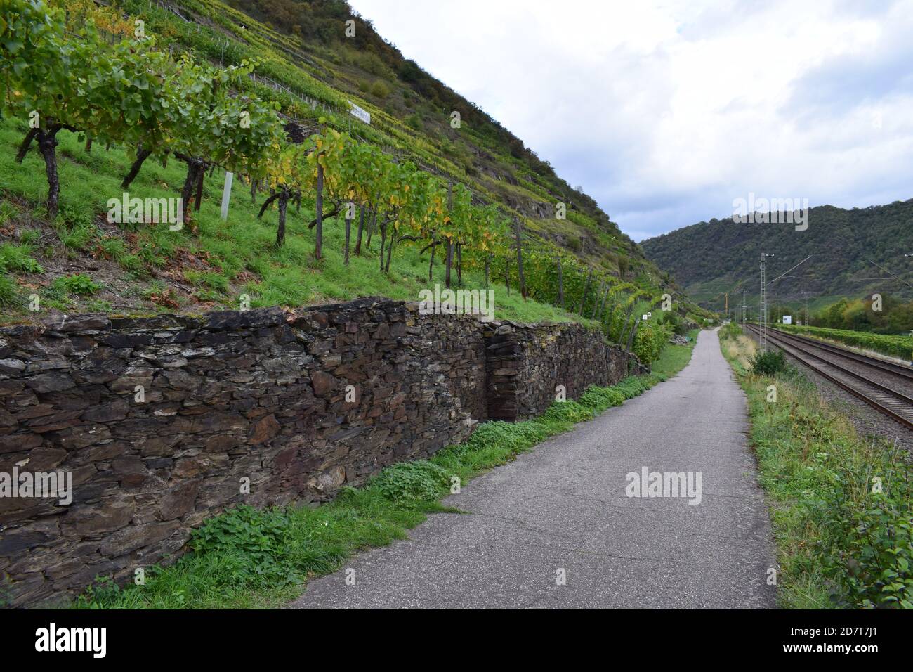 Mura vigna vicino Lehmen, Mosel Valleay Foto Stock