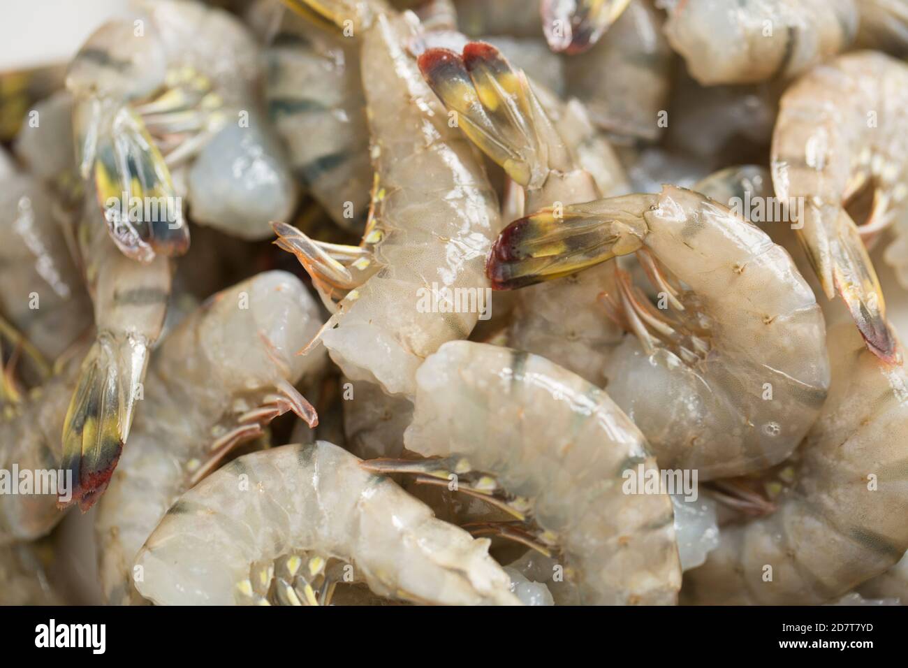 Gamberi di tigre grezzi e senza testa importati dall'estero nel Regno Unito che sono stati acquistati da un supermercato. Inghilterra GB Foto Stock