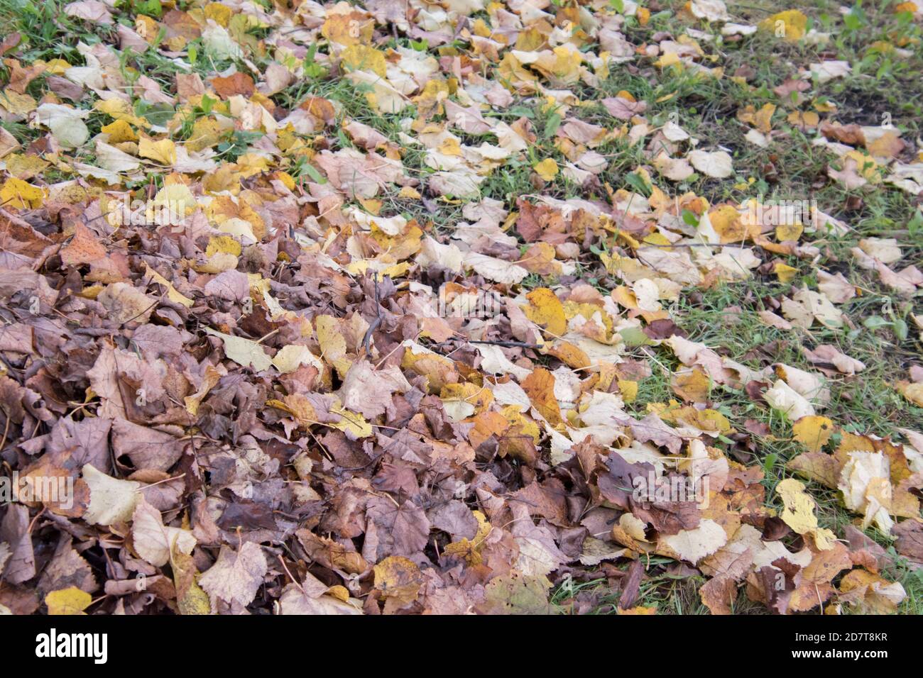 Fogliame, foglie morte nel mese di ottobre. Foto Stock