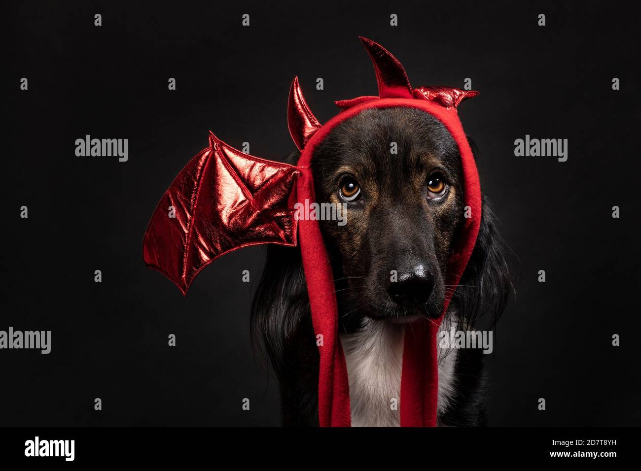 Bel ritratto di cane di razza mista con orecchie di bat diavolo su sfondo nero, ripresa orizzontale in studio. Un simpatico amico con un cappotto multicolore. Hallo Foto Stock