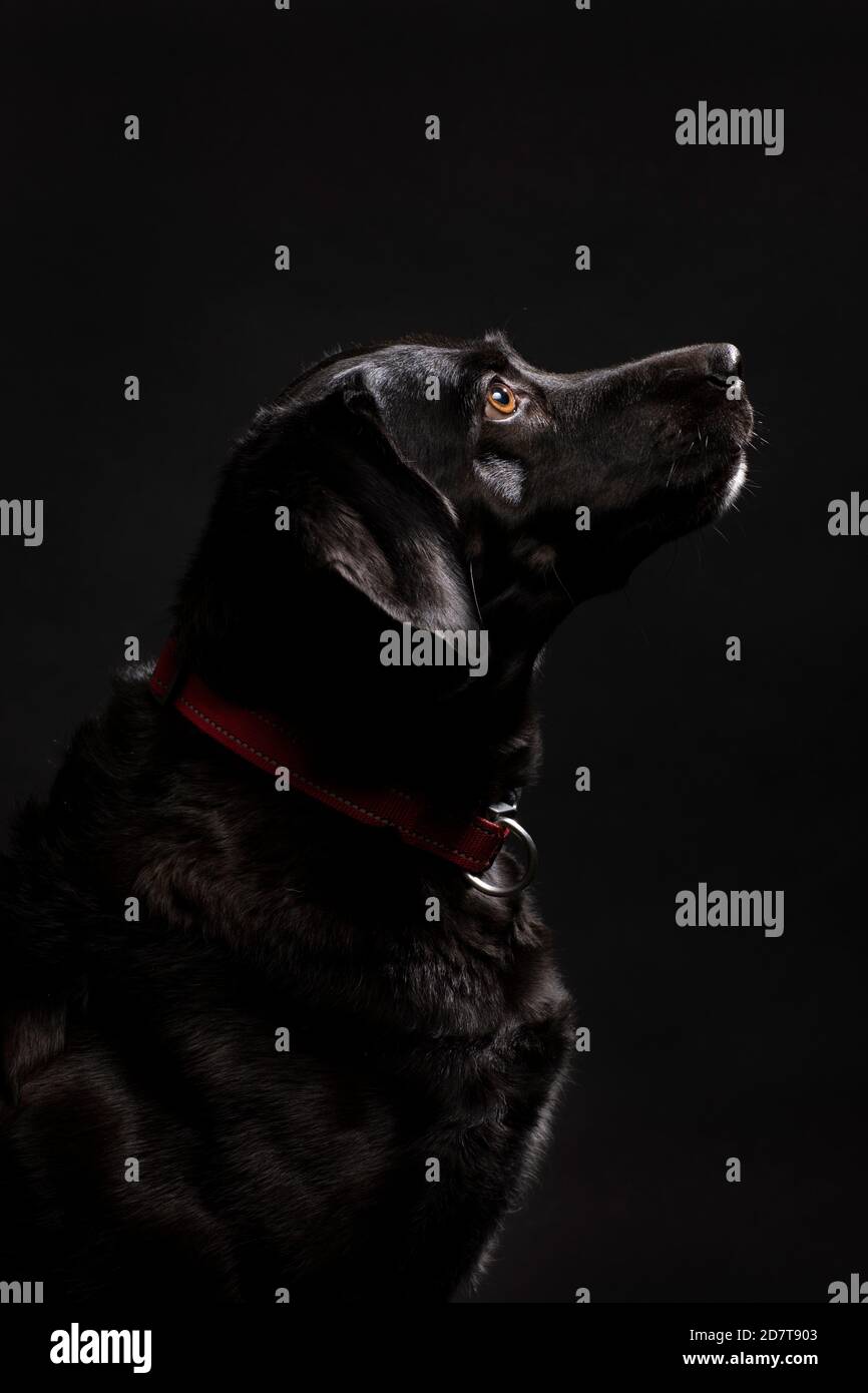 Ritratto di un simpatico cane labrador nero con occhi marroni che guardano in su, girato su uno sfondo nero. Cane adulto con un cappotto lucido, studio verticale Sho Foto Stock