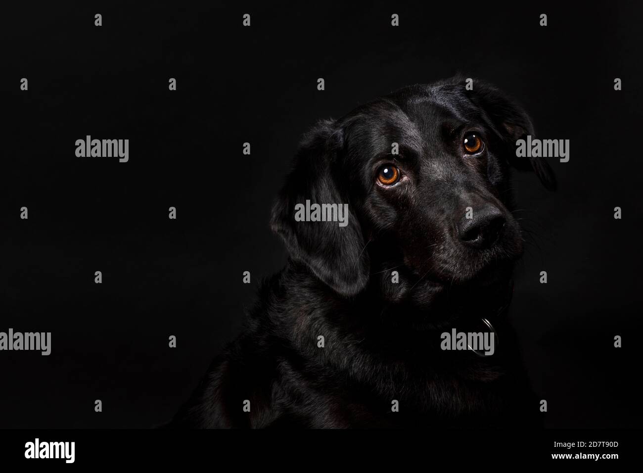 Ritratto di un simpatico cane labrador nero con occhi marroni, girato su uno sfondo nero. Cane adulto con un cappotto lucido, scatto studio orizzontale Foto Stock