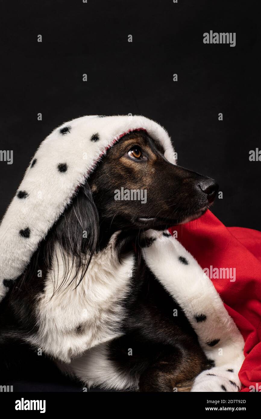Cane reale che indossa un mantello rosso su uno sfondo nero scuro. Un ritratto di un simpatico doggie che guarda a destra. Camera con letto king size, letto queen size, foto in studio verticale Foto Stock