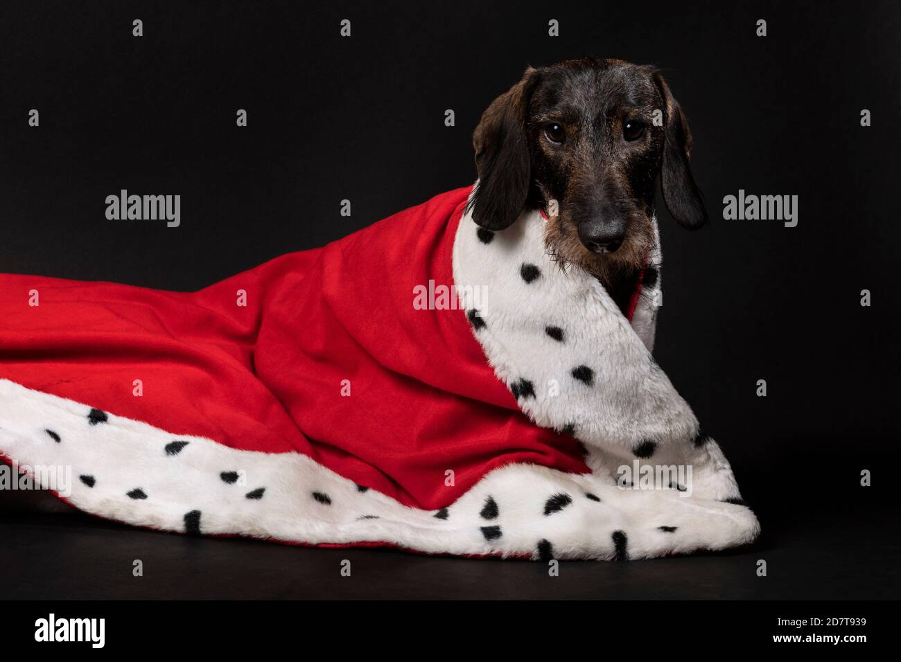 Royal piccolo cane Dachshund che indossa un mantello rosso su uno sfondo scuro. Un ritratto di un simpatico doggie che guarda nella fotocamera mentre si posa. Re Foto Stock