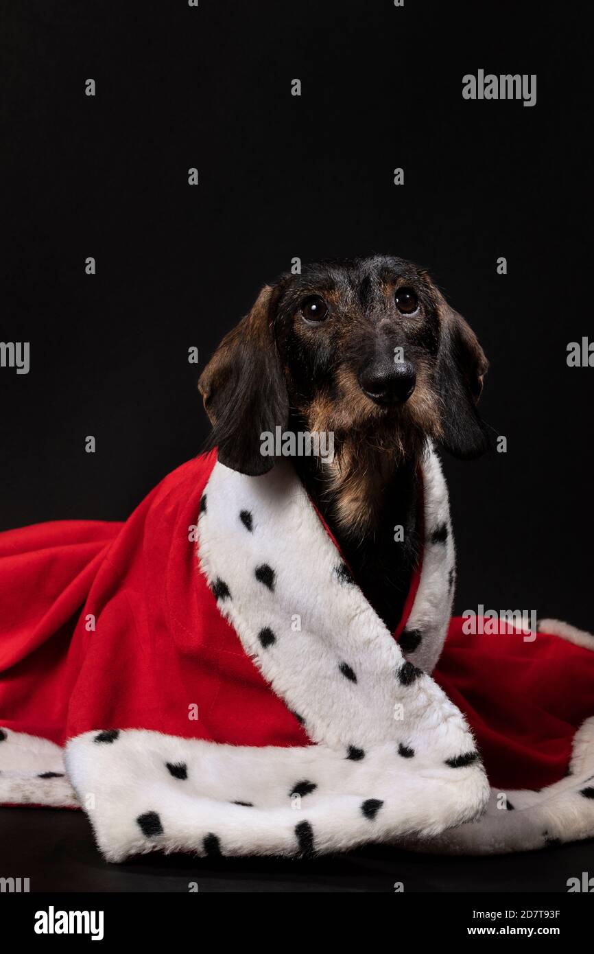 Royal piccolo cane Dachshund che indossa un mantello rosso su uno sfondo scuro. Un ritratto di un simpatico doggie guardando in su. King, queen, studio Foto Stock