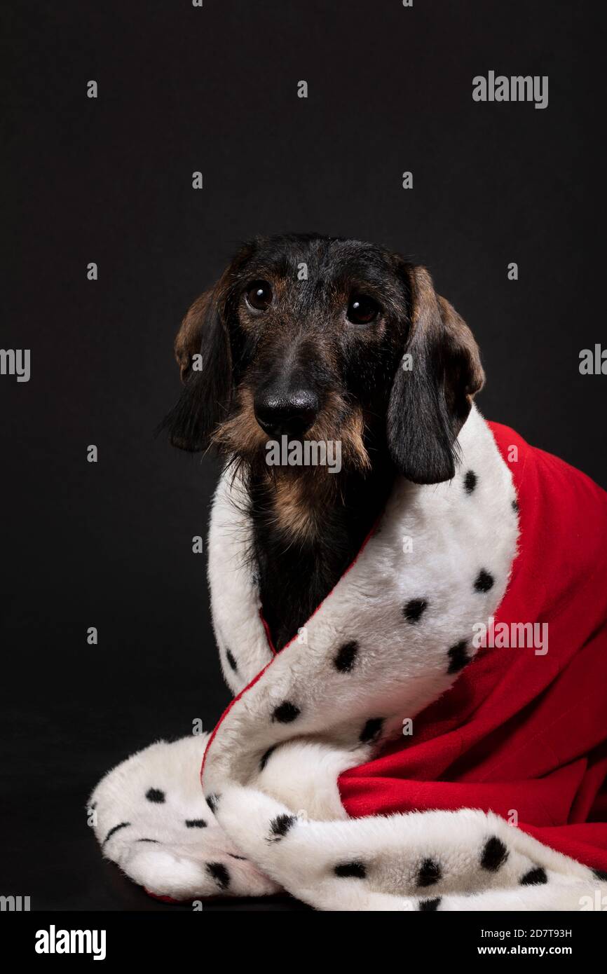 Royal piccolo cane Dachshund che indossa un mantello rosso su uno sfondo nero scuro. Un ritratto di un simpatico doggie guardando in su. King, queen, studio Foto Stock