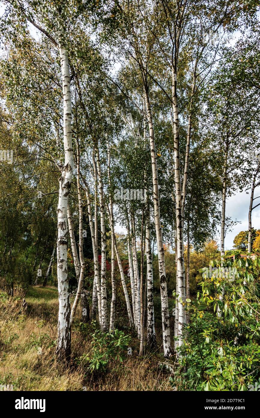 Gruppo di alberi di betulla d'Argento senza semi in un privato inglese giardino Foto Stock