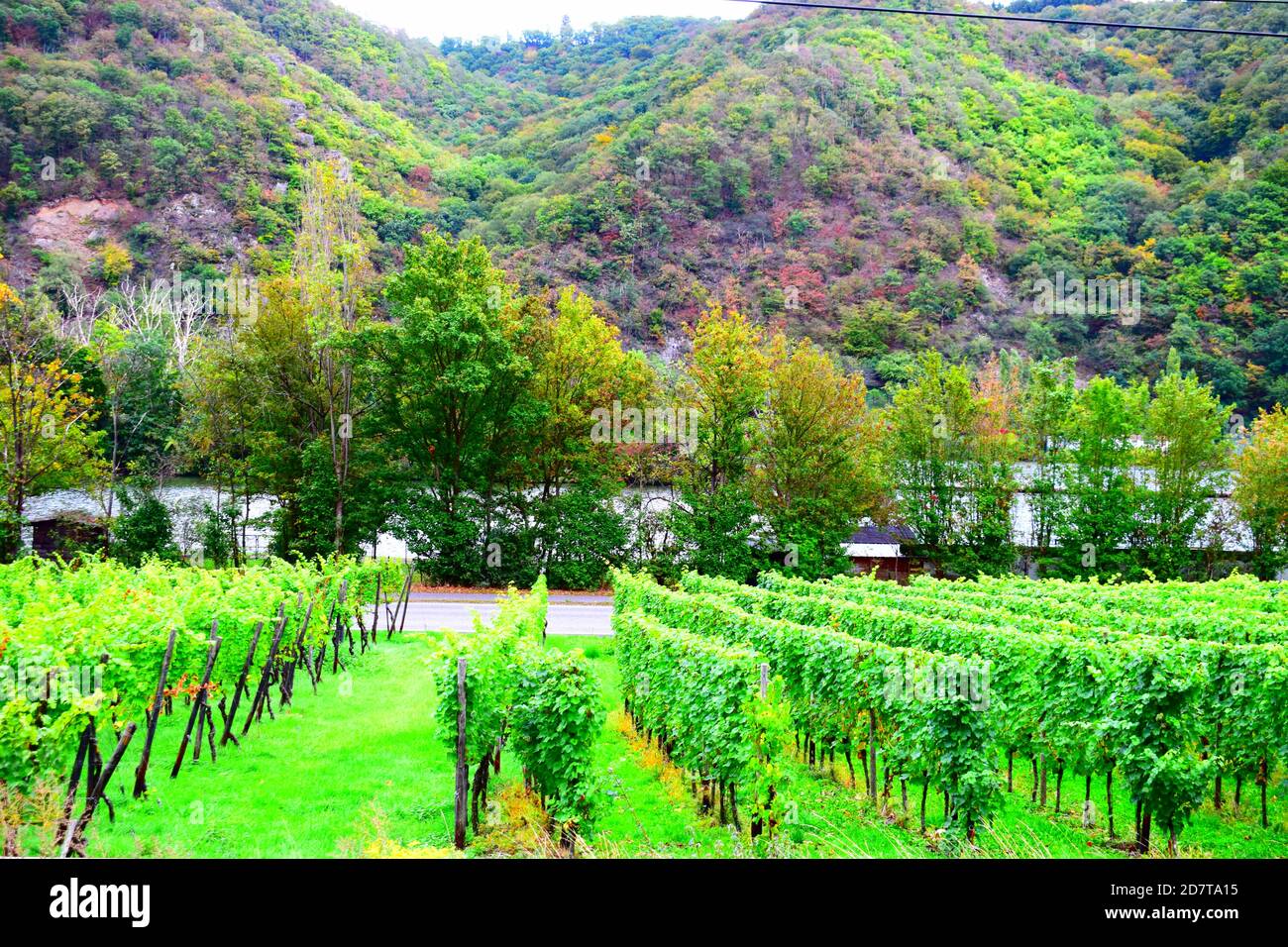 Paesaggio vigneto terrazzato vicino Lehmen, Mosel Valleay Foto Stock