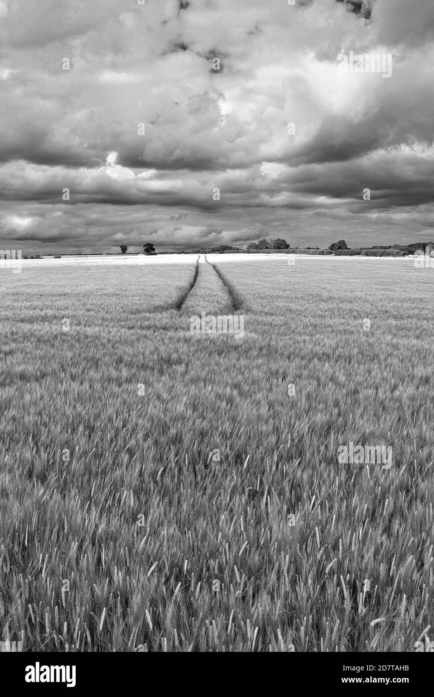 Campo di grano, Milford Leys, Castlethorpe, Milton Keynes, Buckinghamshire Foto Stock