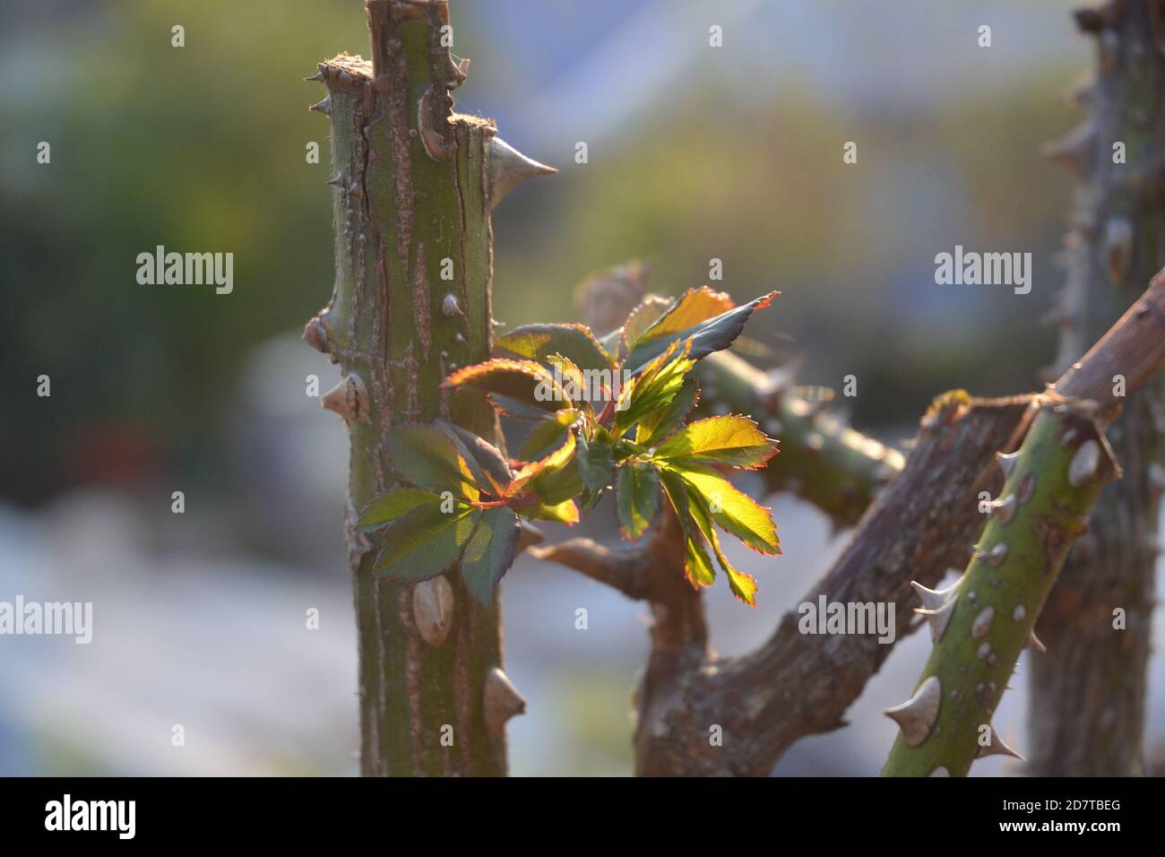 Pianta di fiore di rosa. Foto Stock