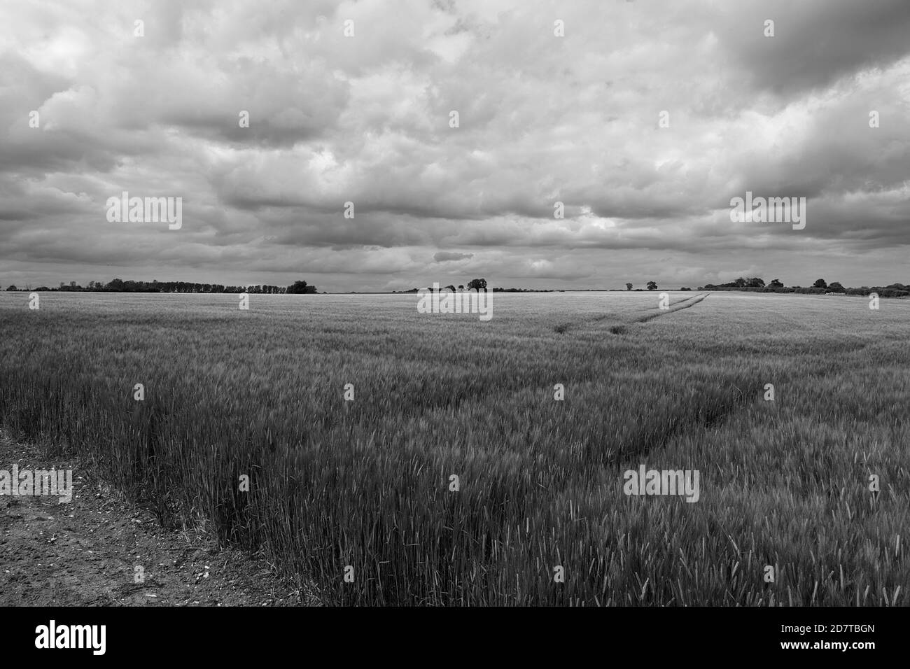 Campo di colture di cereali, Milford Leys, Castlethorpe, Milton Keynes, Buckinghamshire Foto Stock