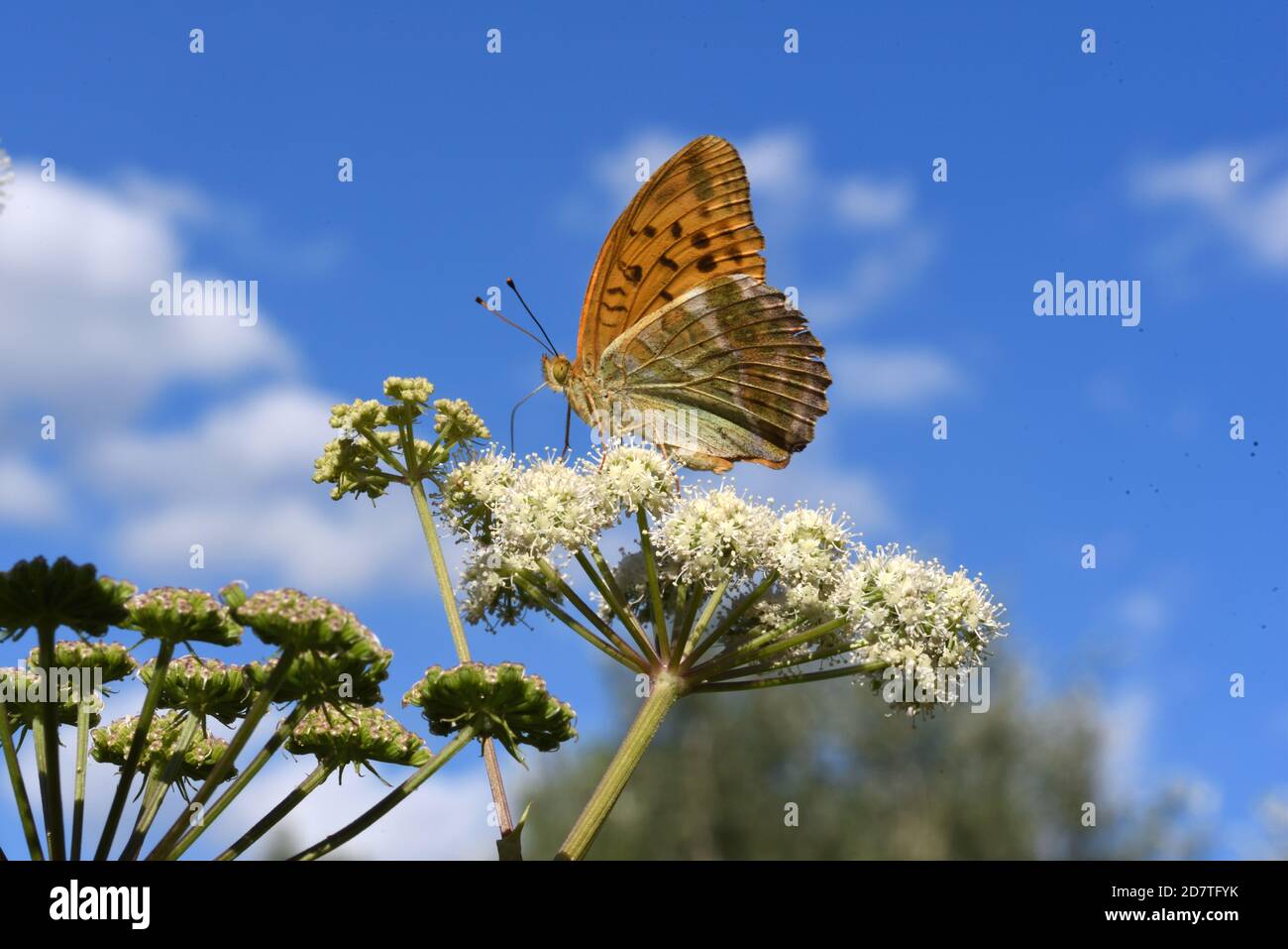 Farfalla di Fritillary dipinta d'argento, Pafia di Argynnis, che si nuote sulle piante di Umbellifer contro il cielo blu Foto Stock