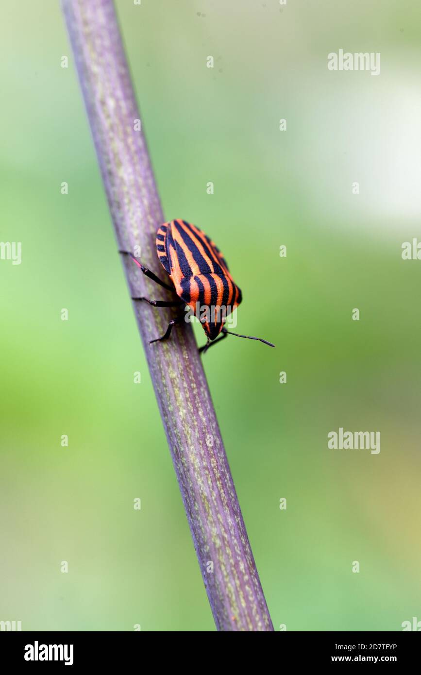 Single Striped Shield Bug, Graphosoma lineatum, Walking lungo il gambo Foto Stock