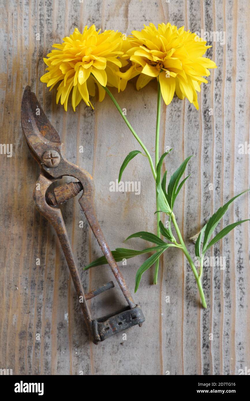 Cesoie vintage o vecchie arrugginite, rasoi a mano o cesoie per la potatura e fiori tagliati Foto Stock