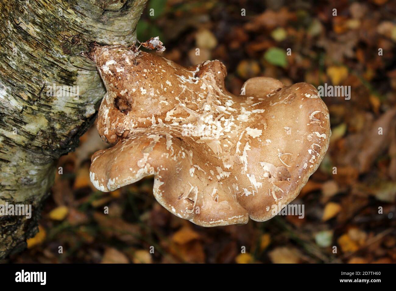 Birch Polypore Piptoporus betulinus Foto Stock