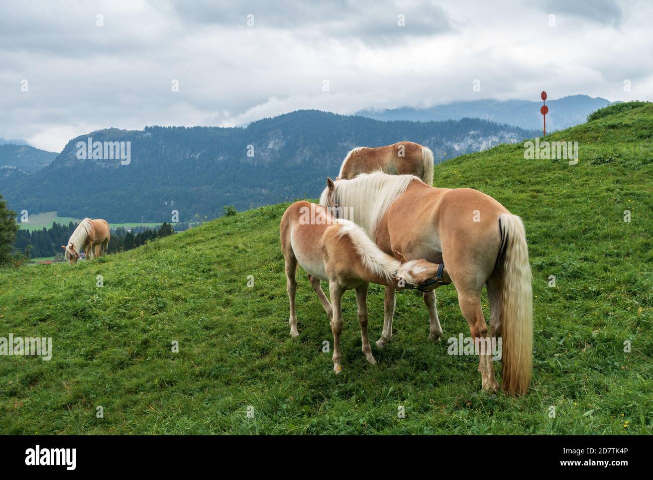 Giovane foal succhiando dal suo cavallo madre nel pascolo di fronte ad una montagna nelle alpi europee. Una haflinger mare che alimenta il suo latte al suo nemico. Foto Stock