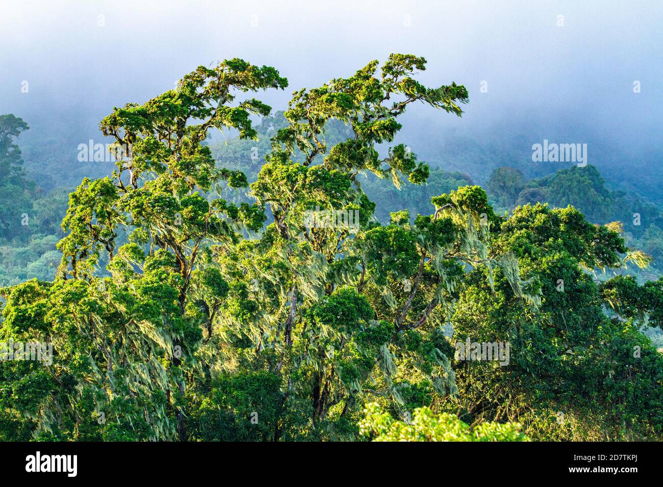 Paesaggio africano safari con alberi e piante. Fotografato nella zona di conservazione di Ngorongoro, Tanzania Foto Stock