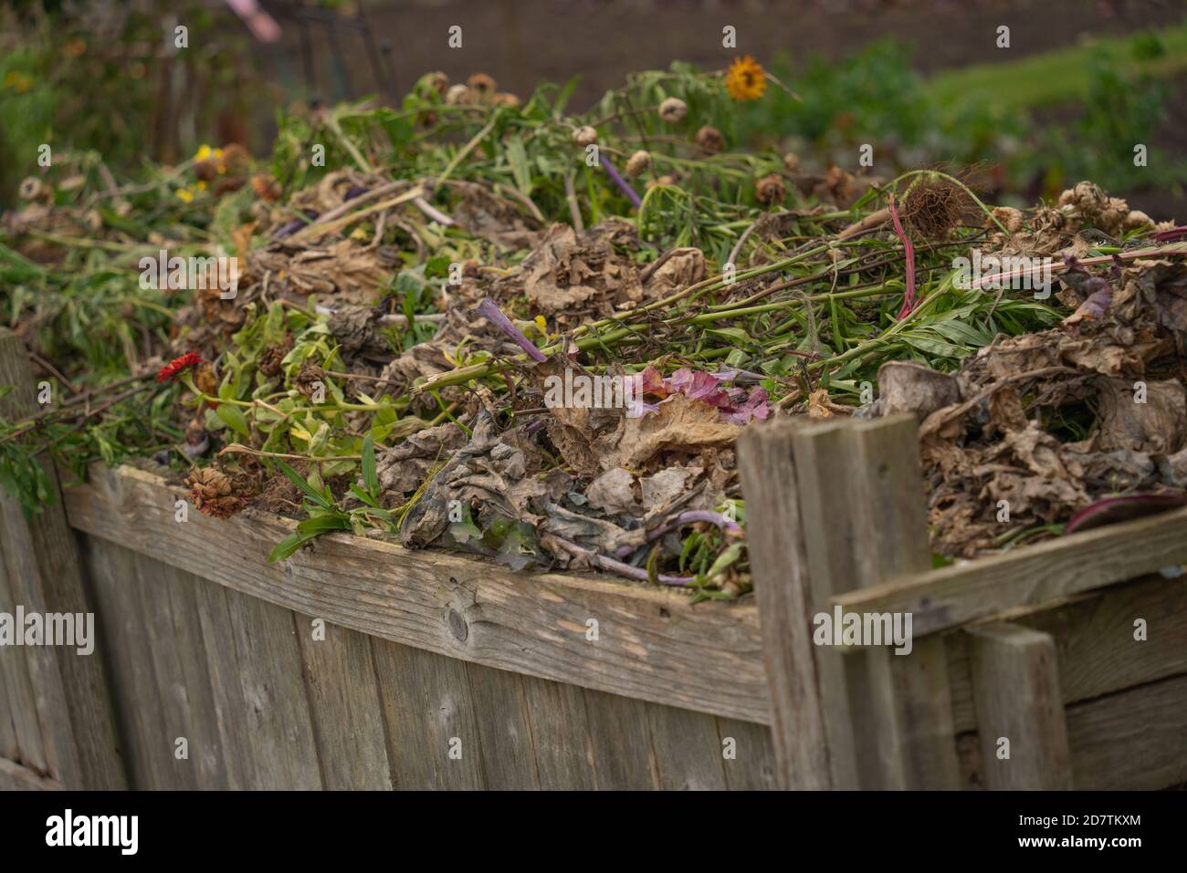 Assegnazione, verdura, cerotto, mucchio di composto, cerotto di cavolo, Pianificazione, layout, obiettivi organici, piante che si sviluppano, raccolta, giardinaggio organico, brassici. Foto Stock