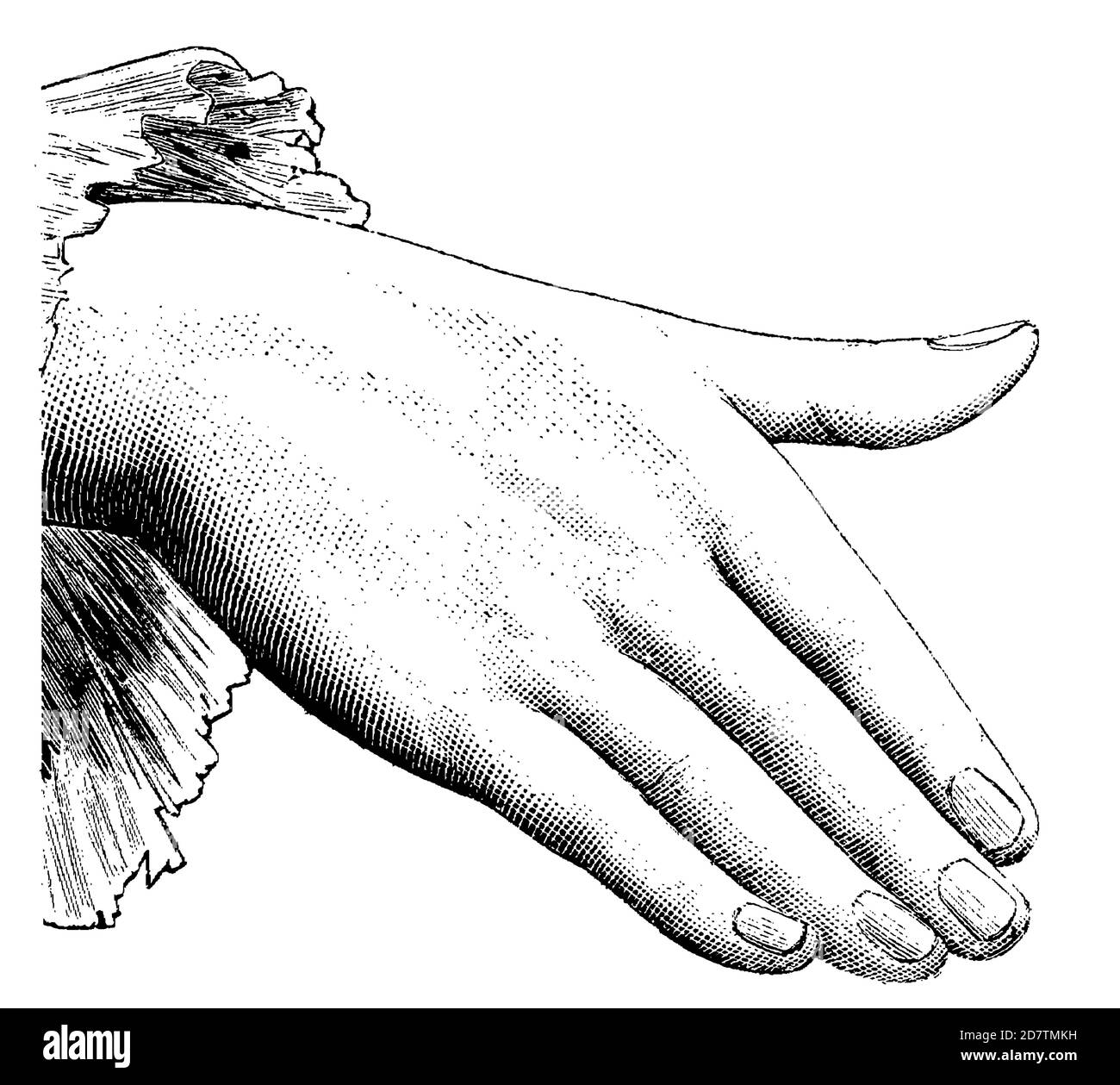 Illustrazione a mano, disegno in bianco e nero del 19th° secolo Foto Stock