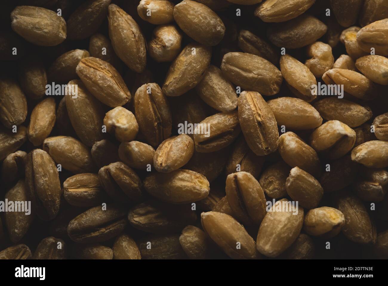 Primo piano macro Pearl Barley, messa a fuoco selettiva Foto Stock