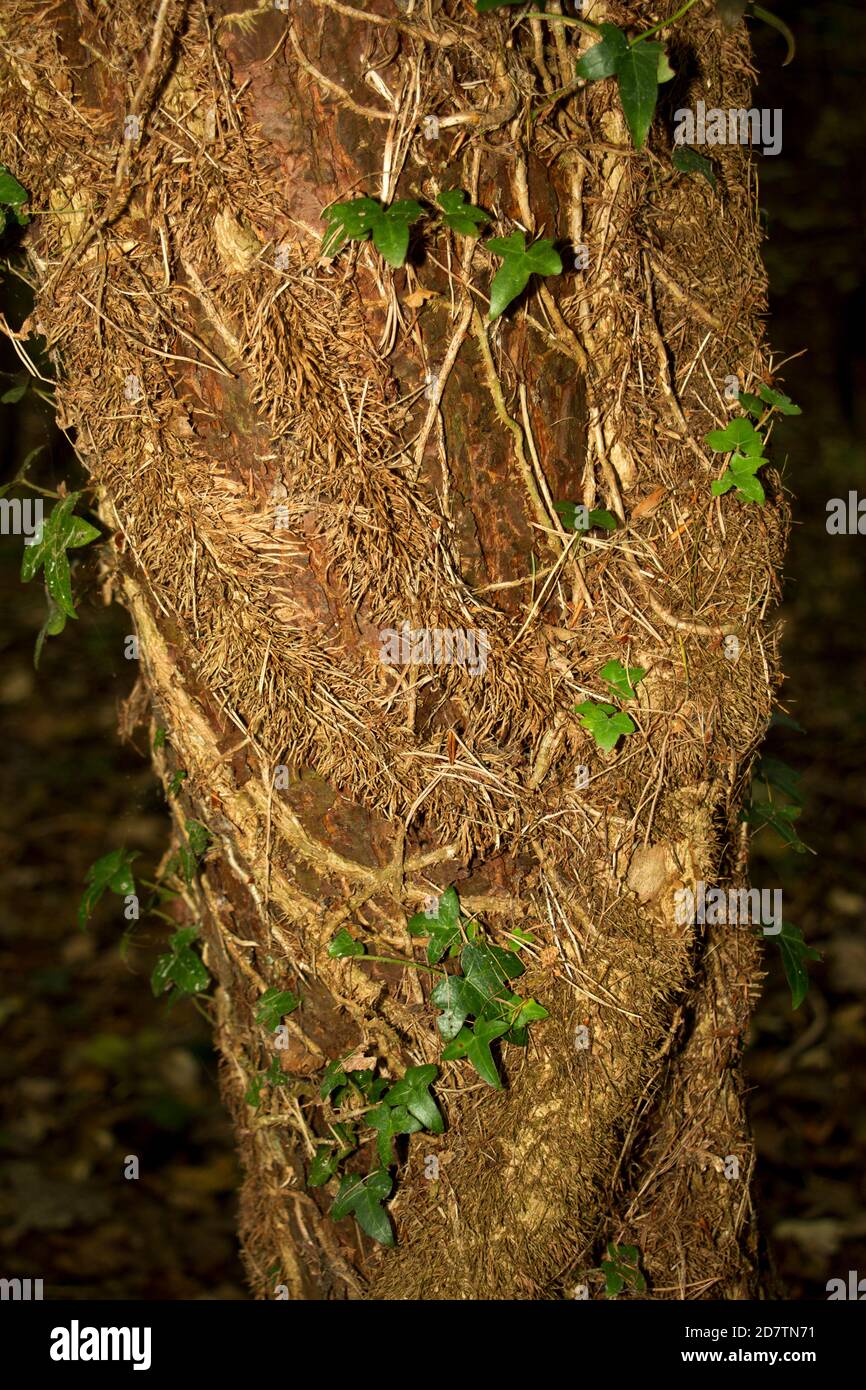 Il gambo dell'Ivy è spesso coperto in fine radici simili ai capelli che legano l'arrampicatore al tronco di l'albero ospite in modo che i ramoscelli e le ramificazioni guadagnano t Foto Stock