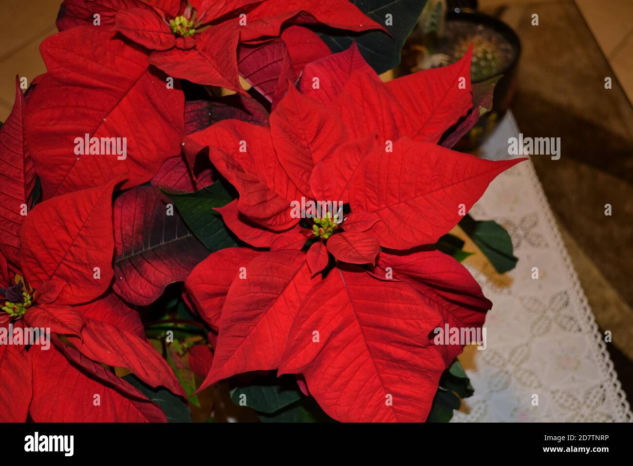 Piante di poinsettia fiorite originarie del messico molto utilizzate in europa durante la stagione delle vacanze. Foto Stock