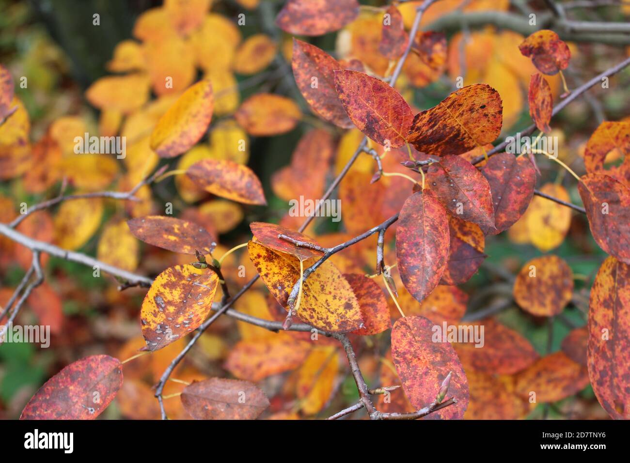 Amelanchier lamarckii juneberry serviceberry shadbush nei colori autunnali Foto Stock