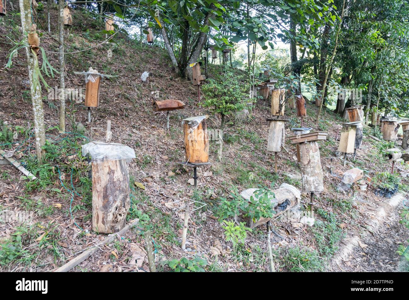 Coltivazione di api senza palle di miele di Kelulut in Malesia Foto Stock