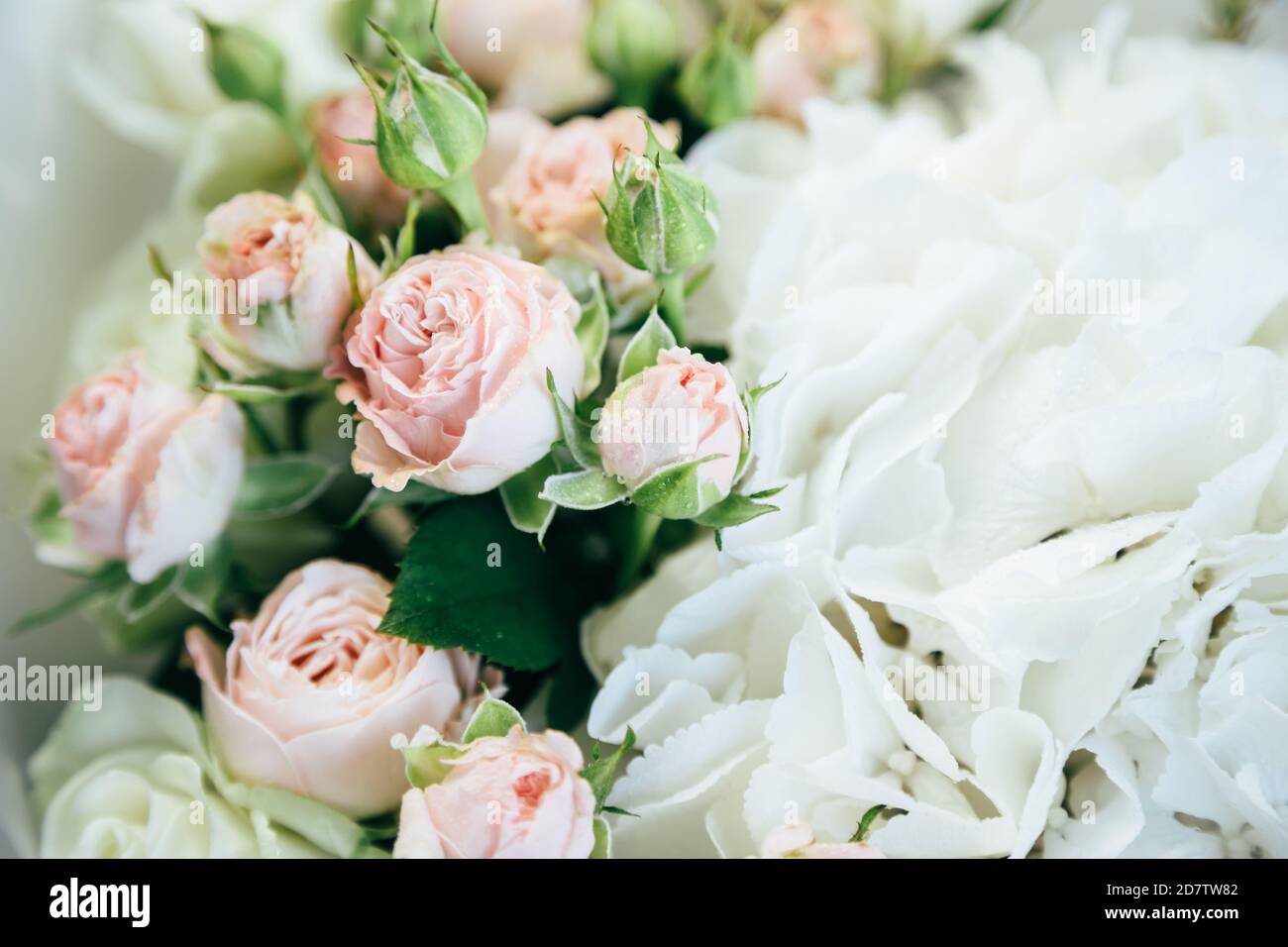 Uno splendido sfondo morbido di piccole rose rosa e hortensia bianca, vista ravvicinata Foto Stock