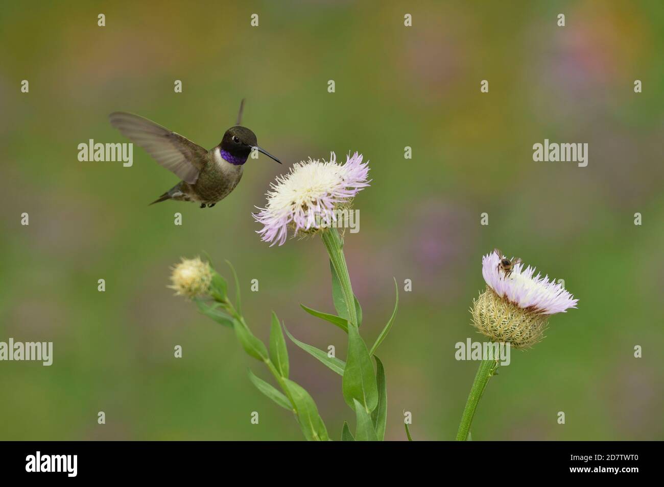 Colibrì nero-chined (Archilochus alexandri), alimentazione maschile da fiori americani basket-flower (Centaurea americana), Hill Country, Texas centrale, Foto Stock