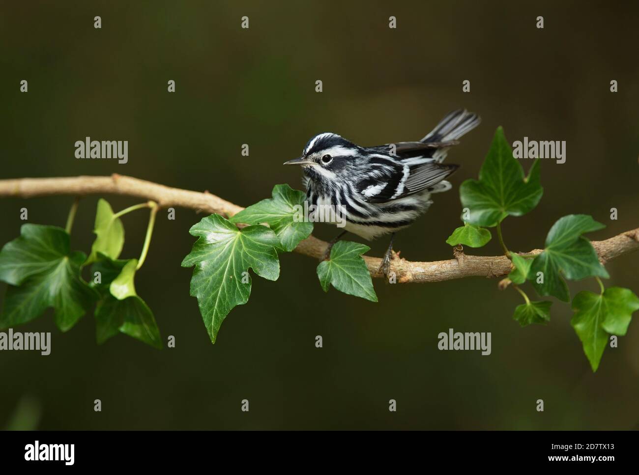 Bianco e nero Warbler (Mniotilta varia), maschio, South Padre Island, Texas, USA Foto Stock