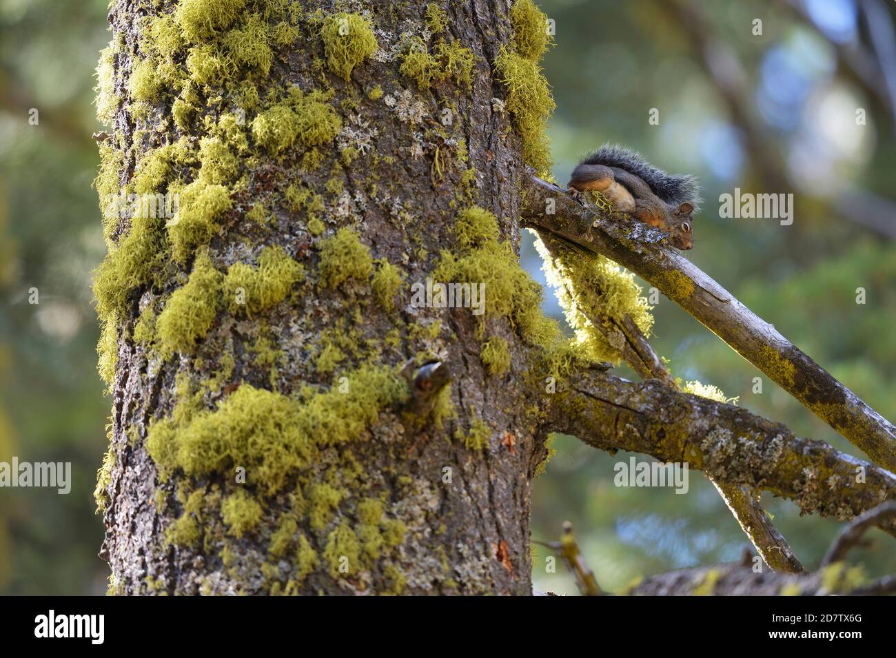 Douglas Squirrel (Tamiasciurus douglasii), Sequoia e Kings Canyon National Park, California, Stati Uniti Foto Stock