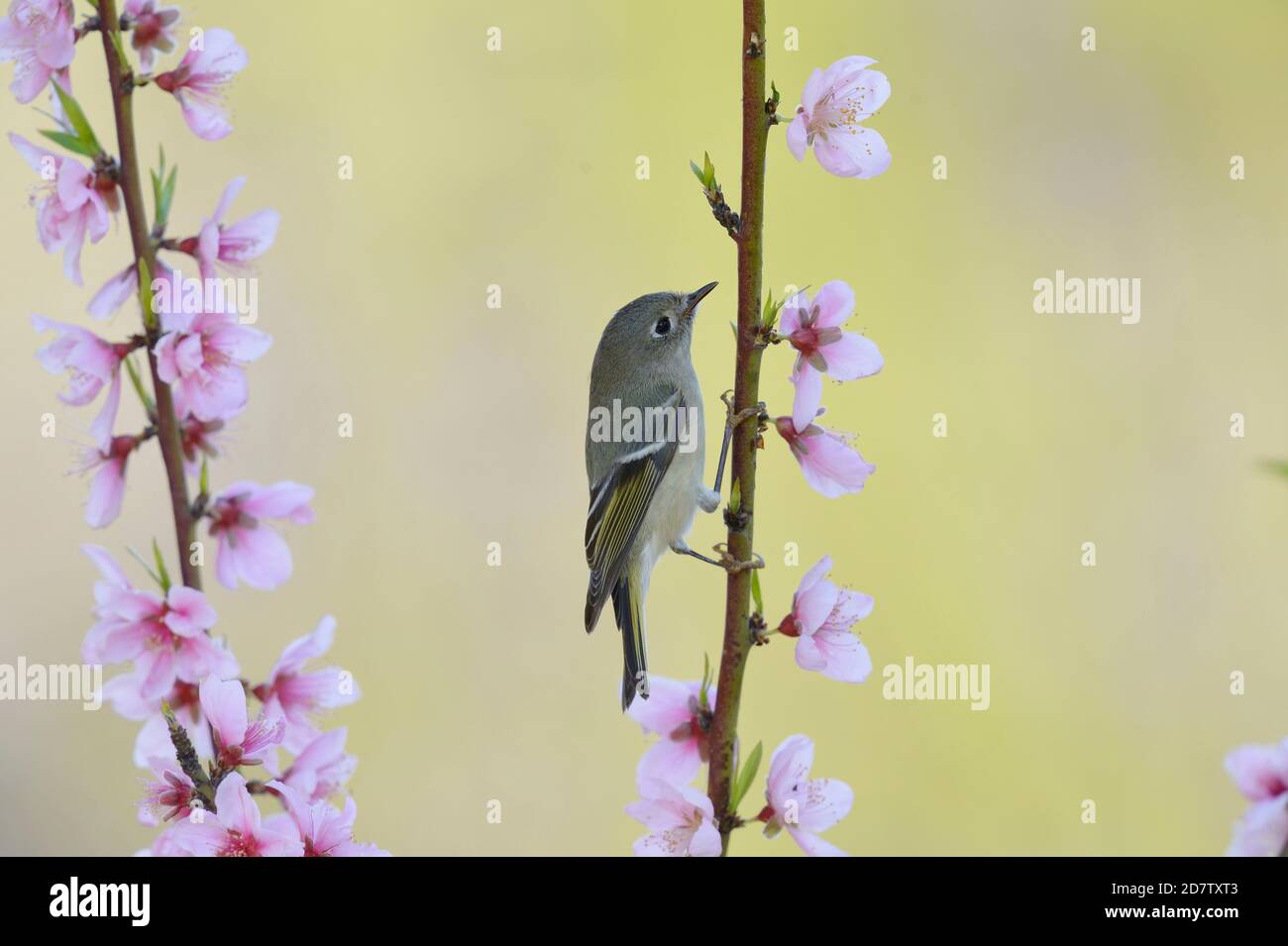 Kinglet (Regulus calendula) coronato da rubino, adulto arroccato su Peach Tree in fiore (Prunus persica), Hill Country, Texas centrale, Stati Uniti Foto Stock