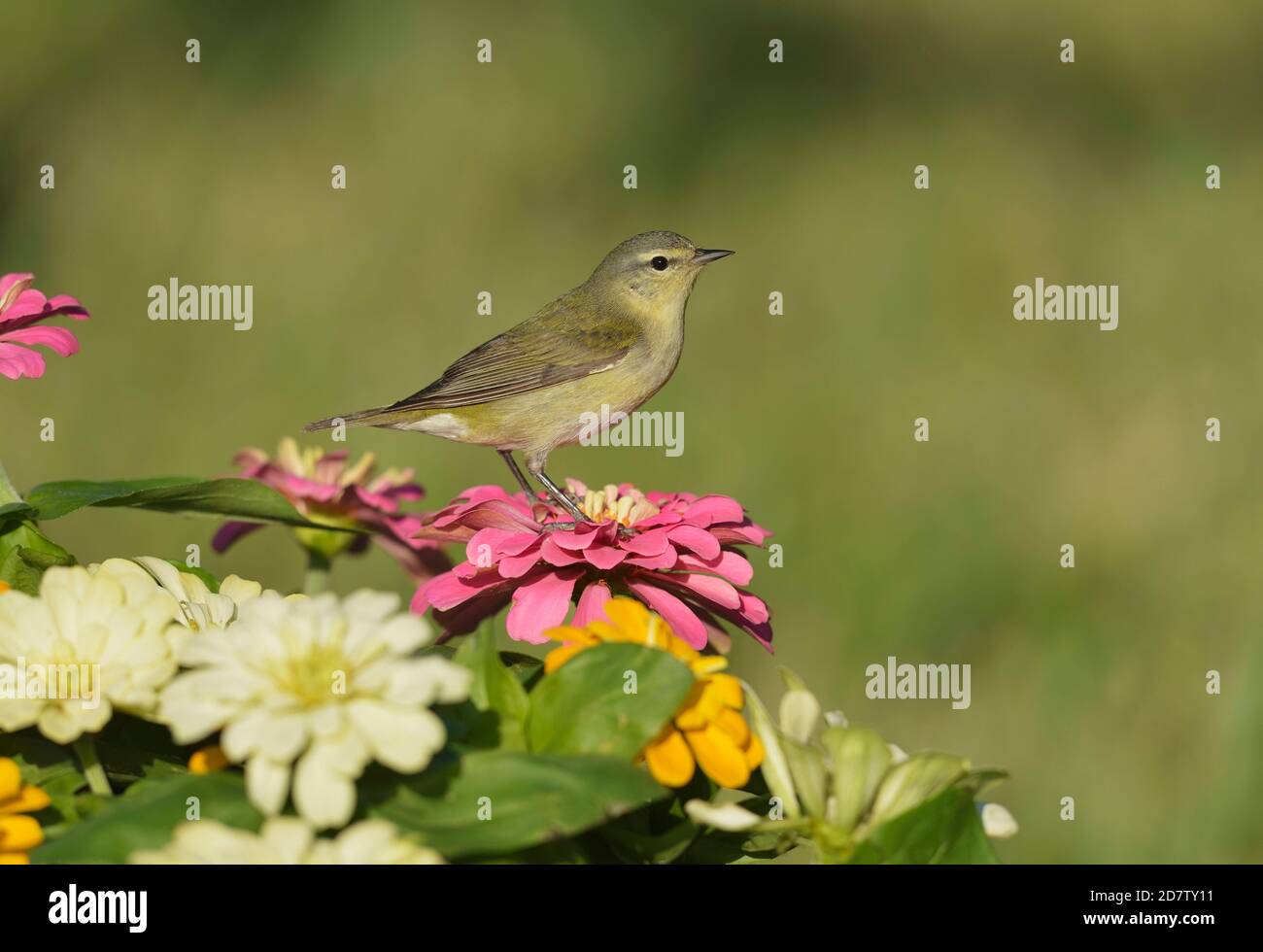 Tennessee Warbler (Vermivora peregrina), adulto arroccato sui fiori di Zinnia, South Padre Island, Texas, USA Foto Stock